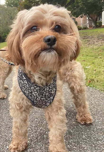 Cavapoo in a floral harness standing on the sidewalk