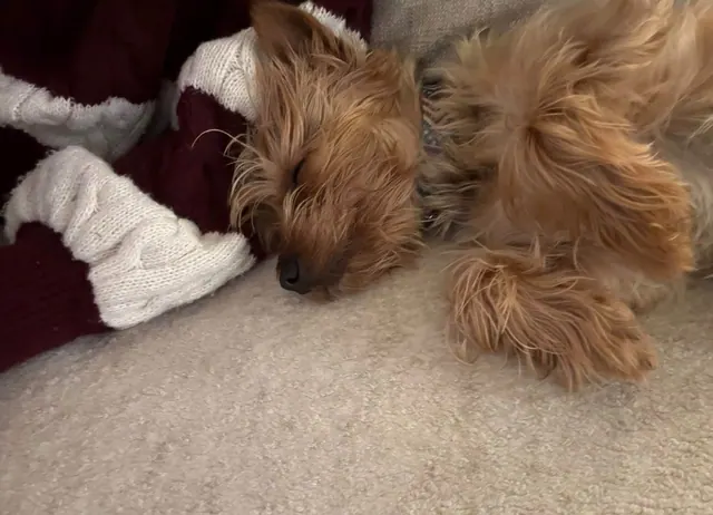 Yorkie asleep on a knit blanket