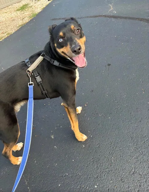 Black and tan shepherd mix with one blue eye smiling on a walk